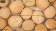 column seed