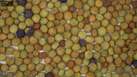 seed