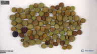 column seed