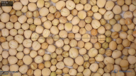 seed