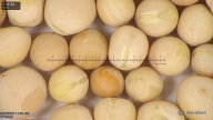 column seed
