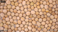 column seed