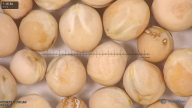 column seed