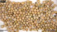 seed