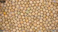 seed
