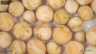 column seed