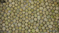 seed