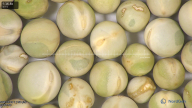 column seed