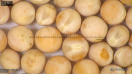 column seed