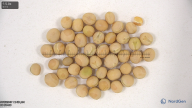 column seed