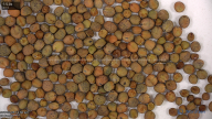 seed