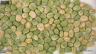 seed