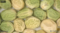 column seed