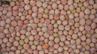 seed