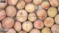 column seed