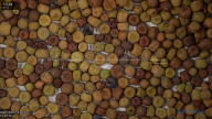 seed