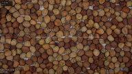 seed