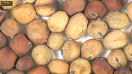 column seed