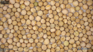 seed