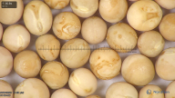 column seed