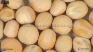 column seed