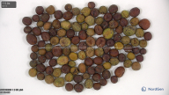 column seed