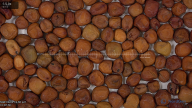 seed