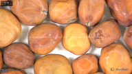 column seed