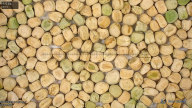 seed