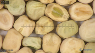 column seed