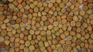 column Seed
