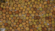 column Seed