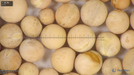 column seed