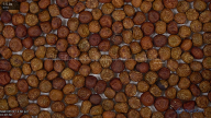 seed