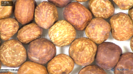 column seed