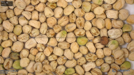 column seed
