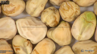 column seed