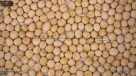 seed