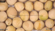 column seed