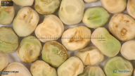column seed