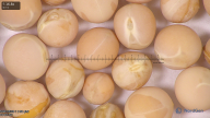 column seed