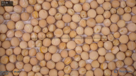 seed