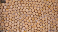 seed