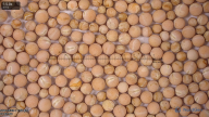 seed