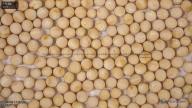 seed