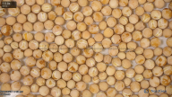 seed