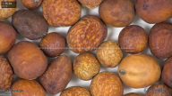 column seed