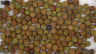 column seed