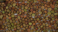 seed