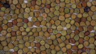 seed